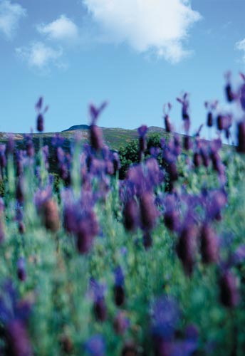 Garden of Ireland
