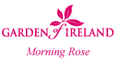 Garden of Ireland Morning Rose