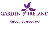 Garden of Ireland Sweet Lavender